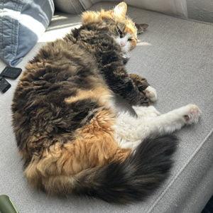 Catsitting for Our Honeymoon