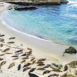Children's Pool in La Jolla Cove