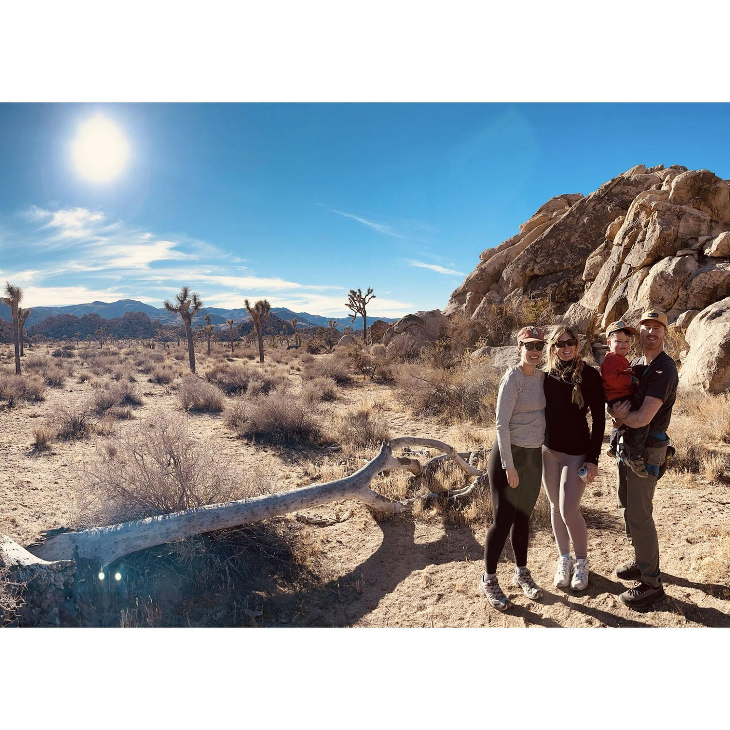 Joshua Tree 2024