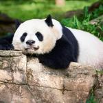 Smithsonian National Zoological Park