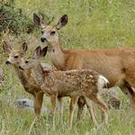 ROCKY MOUNTAIN NATIONAL PARK PHOTOGRAPHER