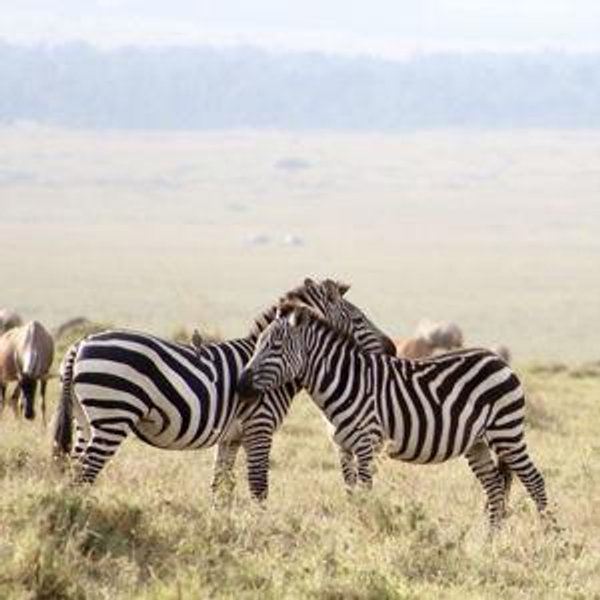 African Safari Honeymoon