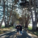 Cypress Tree Tunnel