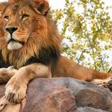 Phoenix Zoo