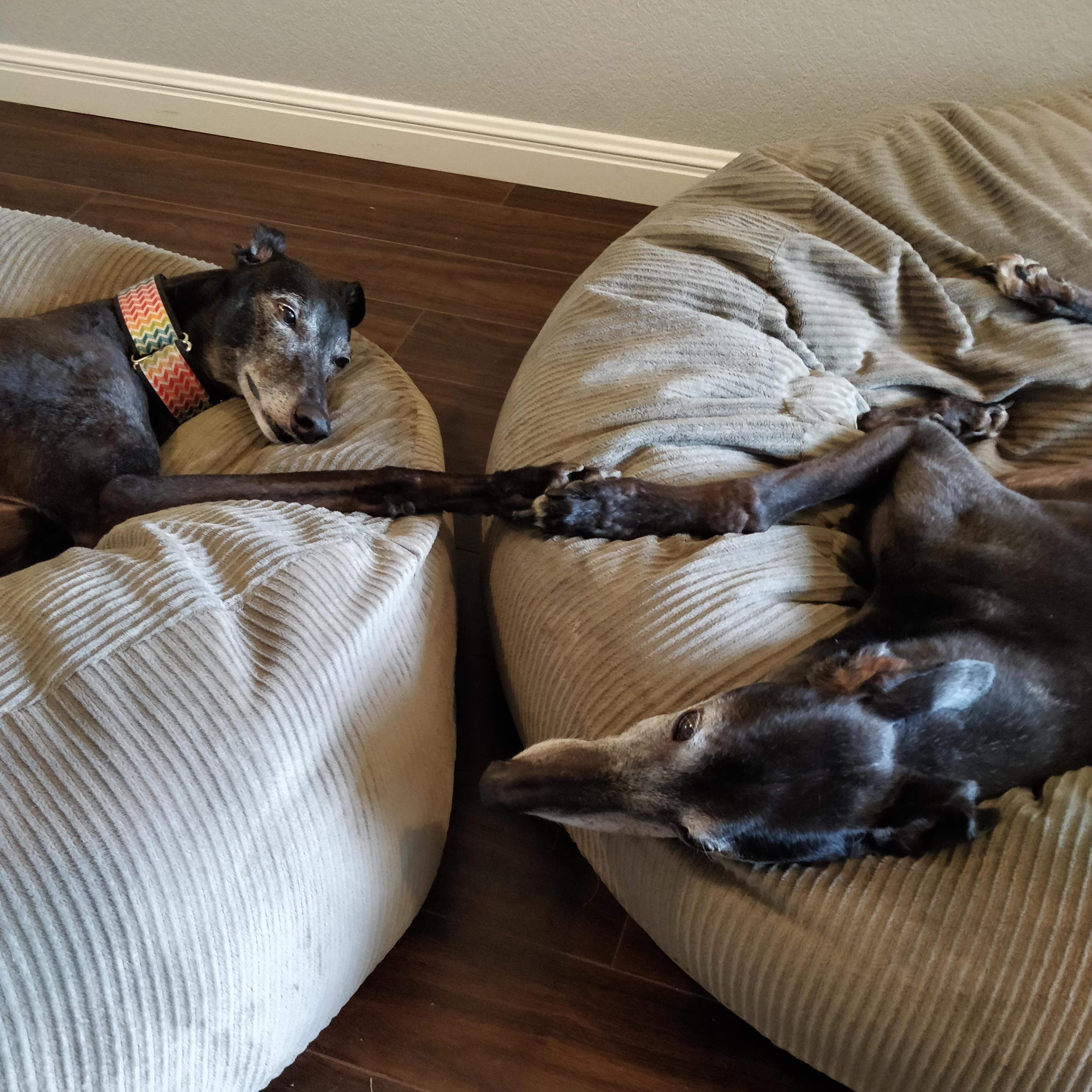 Ramesses and Sadie holding paws