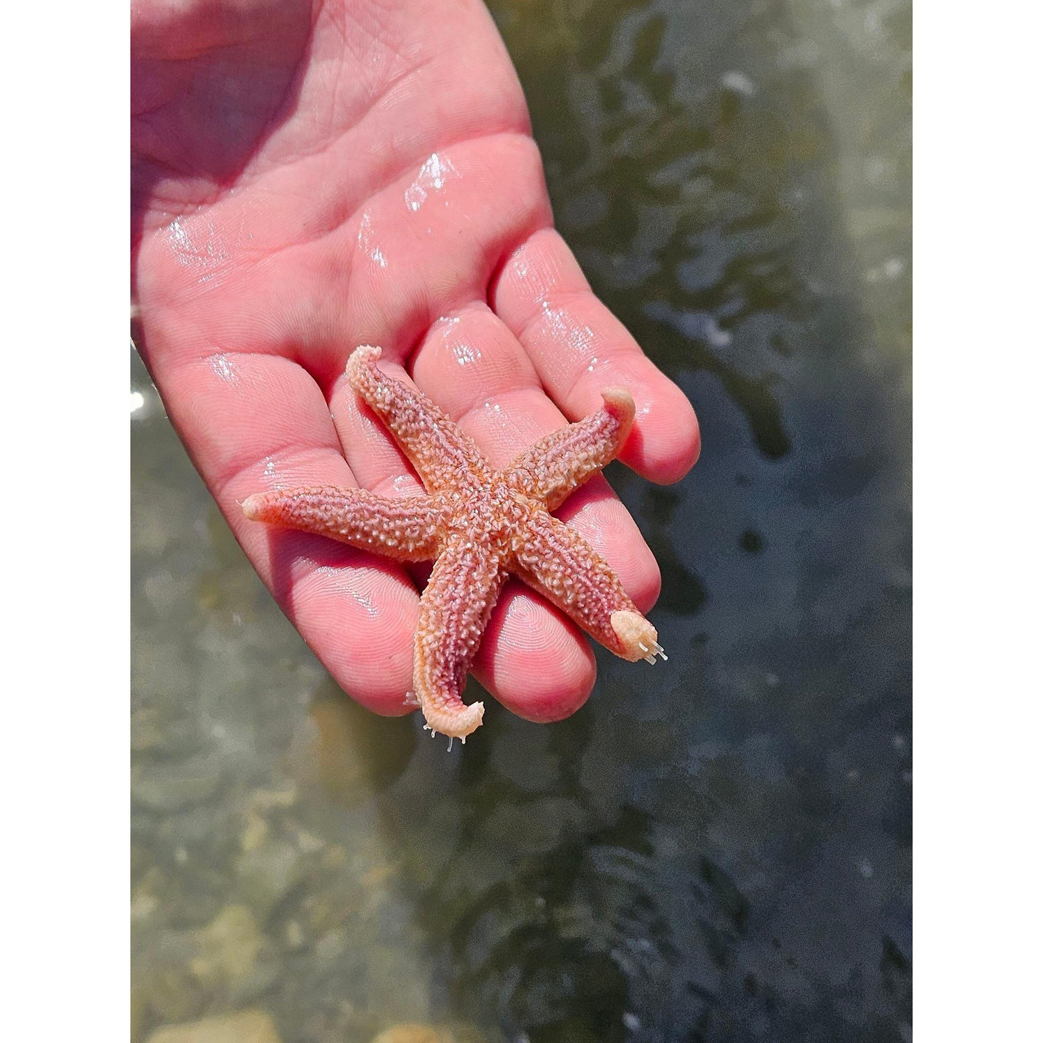 Starfish Beach