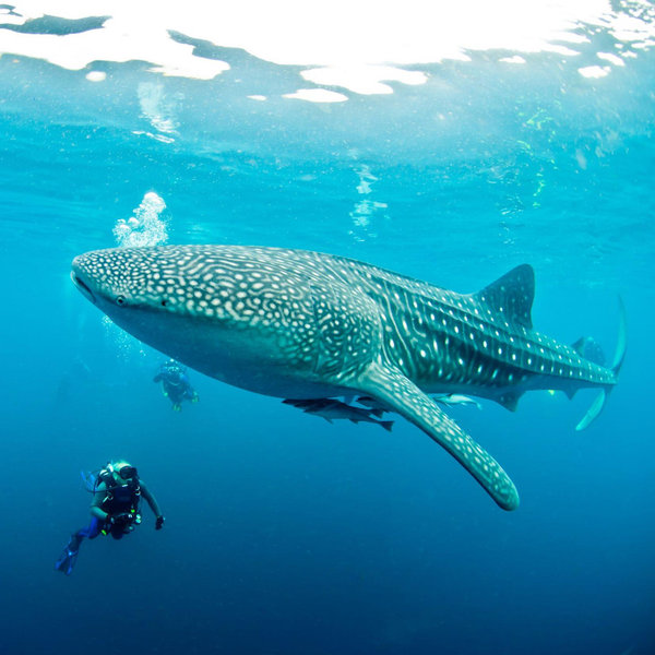 Whale Shark dive for Two