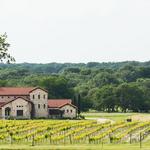 The Vineyard at Florence