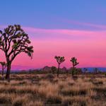 Joshua Tree