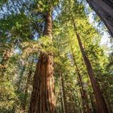 Henry Cowell Redwoods State Park