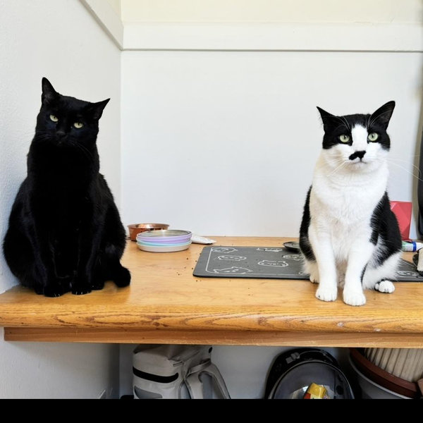 Cat Sitter Fund