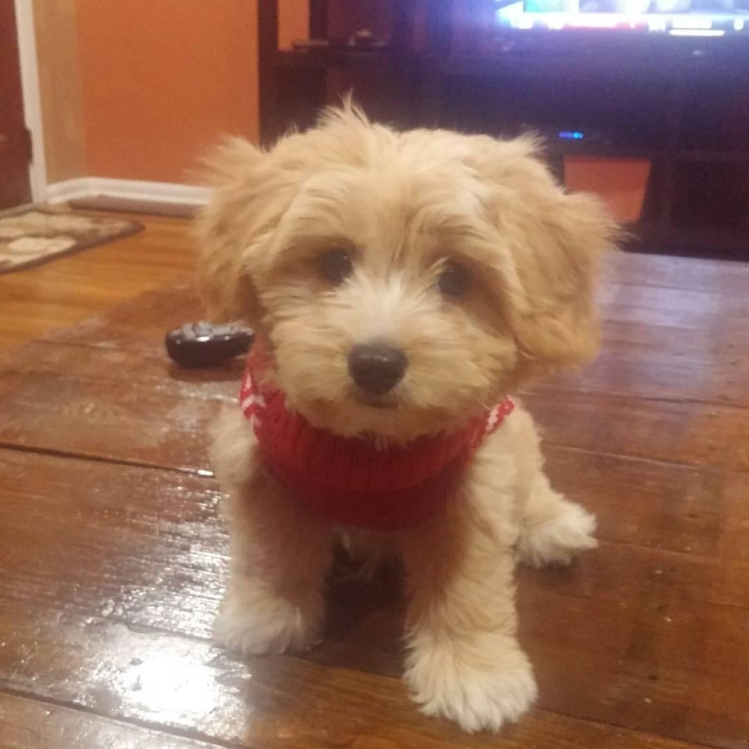 2016- Gizmo Joins the Family/ Gizmo se Une a la Familia