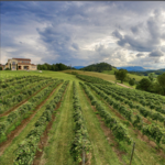 Watauga Lake Winery