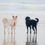 Del Mar Off-Leash Dog Beach