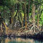 Tamarindo Estuary Tours