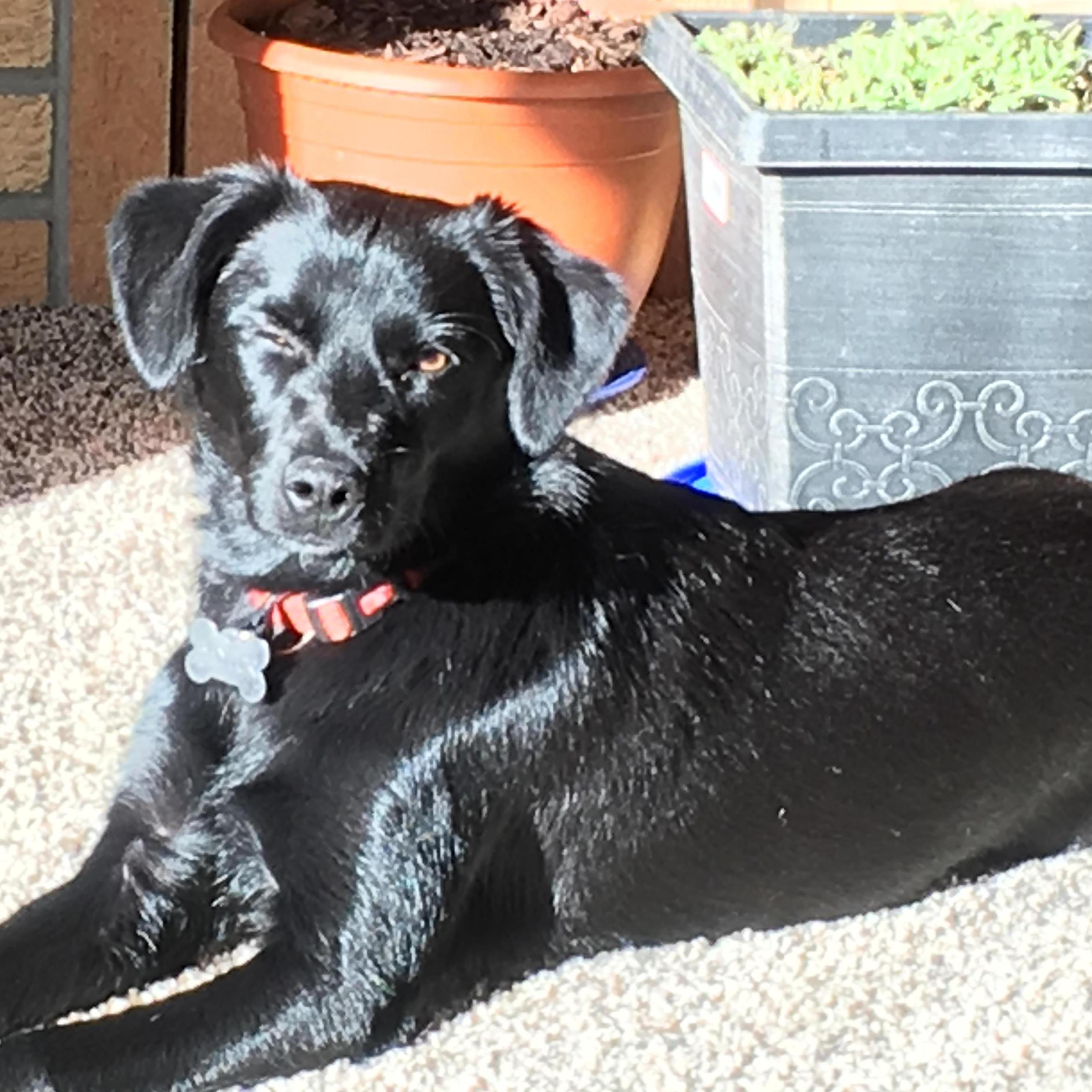 Our fur baby Baylor