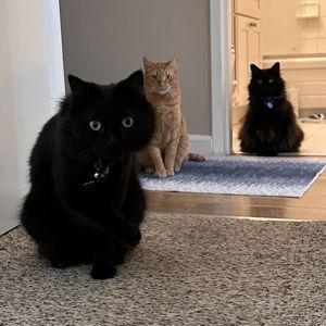 Bribes for Kittens