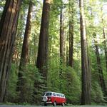 Explore the Redwoods