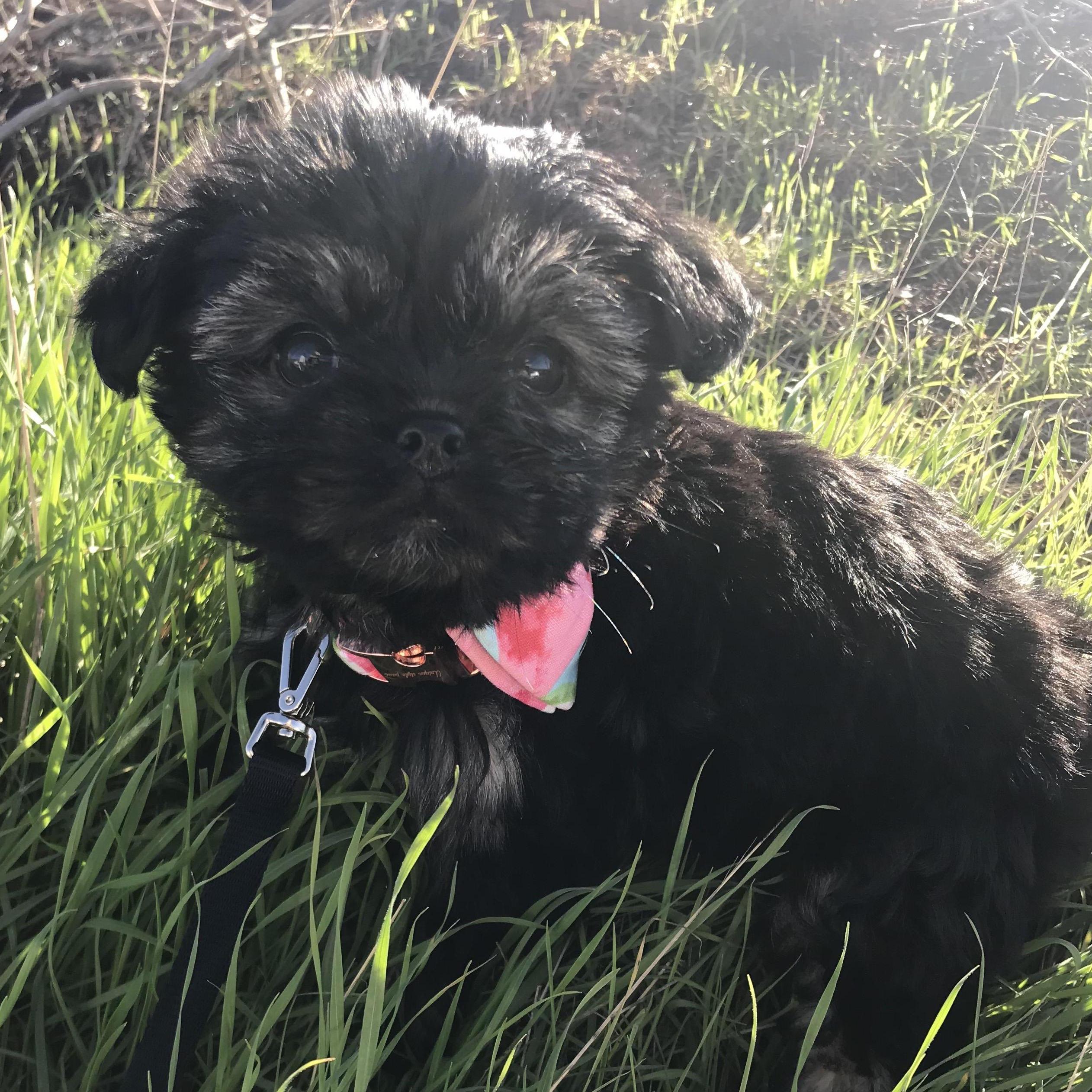 Grace and Rob adopt baby Pippa! Welcome home!
(January 2019)