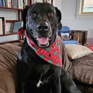 Pay For a Day of Dog Care