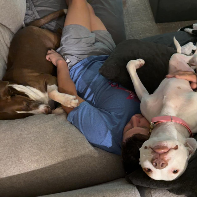 Pet Sitter For Our Honeymoon