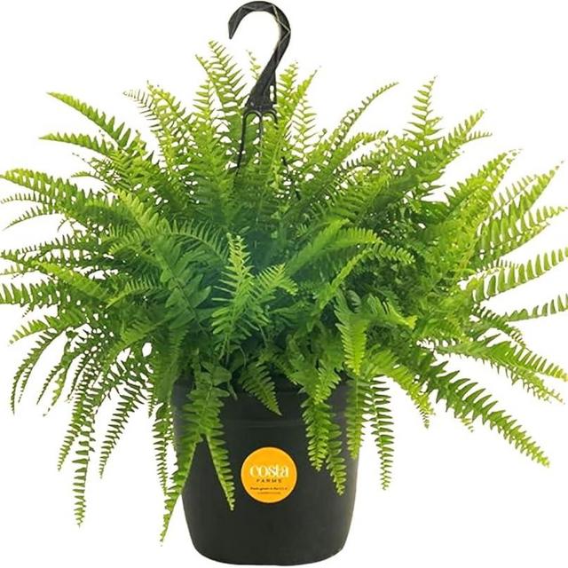 Costa Farms Boston Fern Live Plant in Plastic Pot, Air Purifying Large Indoor & Outdoor Houseplant, Perfect for Home, Room, or Office Decor, Great House Warming or Birthday Gift, 2-3 Feet Tall
