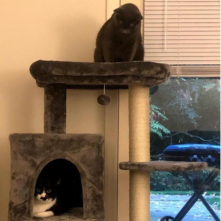 I have made it my mission to spoil these kitties so that they will love me as much as they love Ian.