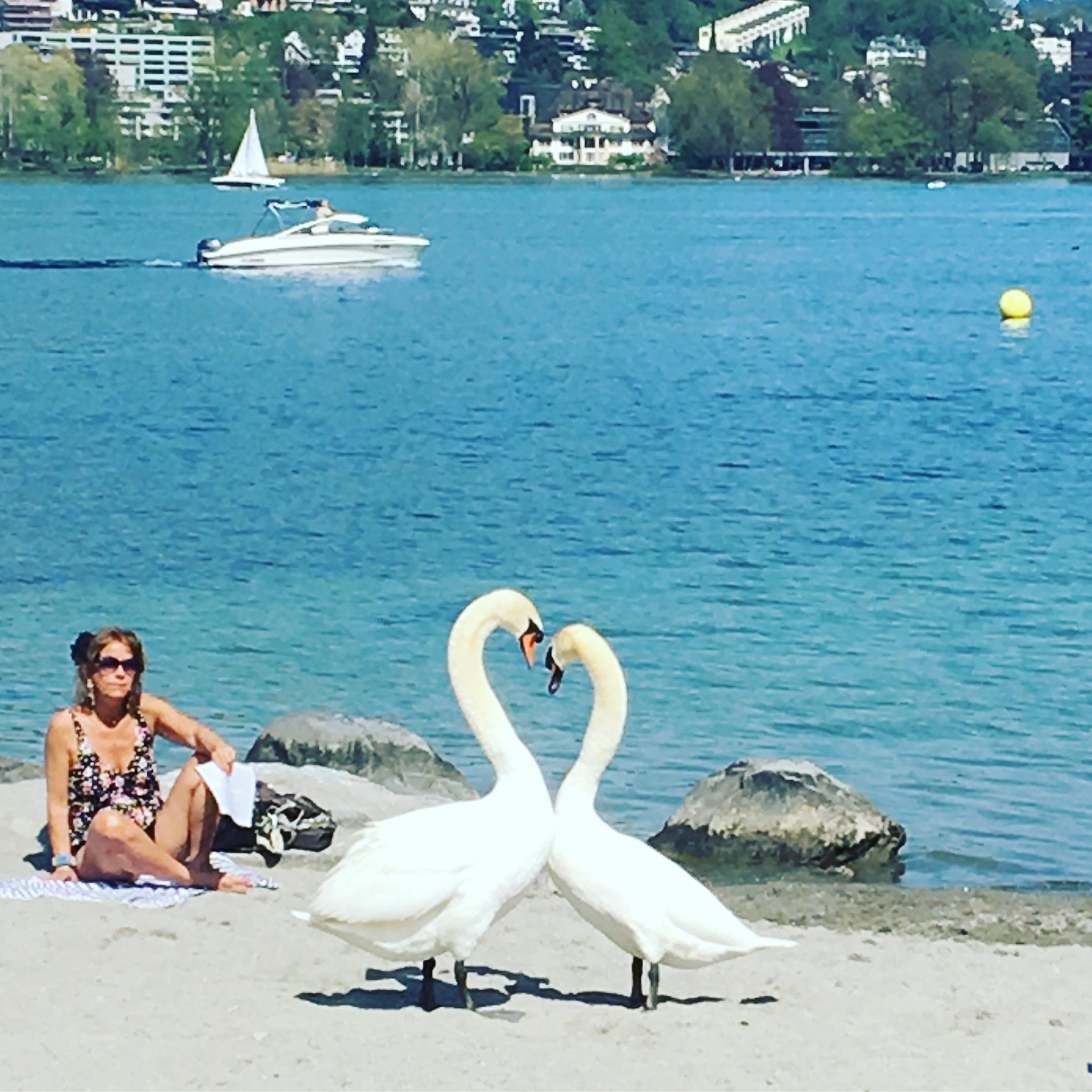 On our trip to Switzerland, we were lucky enough to spot this mating pair in the middle of a courtship display on the beach in Lucerne.
