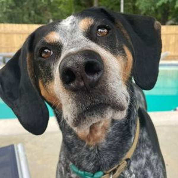 Earth Dogs For Our Honeymoon