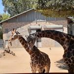 Sacramento Zoo
