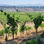 Temecula Wineries