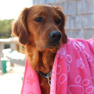 Drytek High Performance Pet Towel