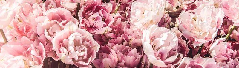 The Wedding Website of Kellie Harris and Abhirup Chattopadhyay