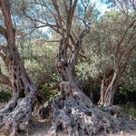 Gerontoelia Olive Tree