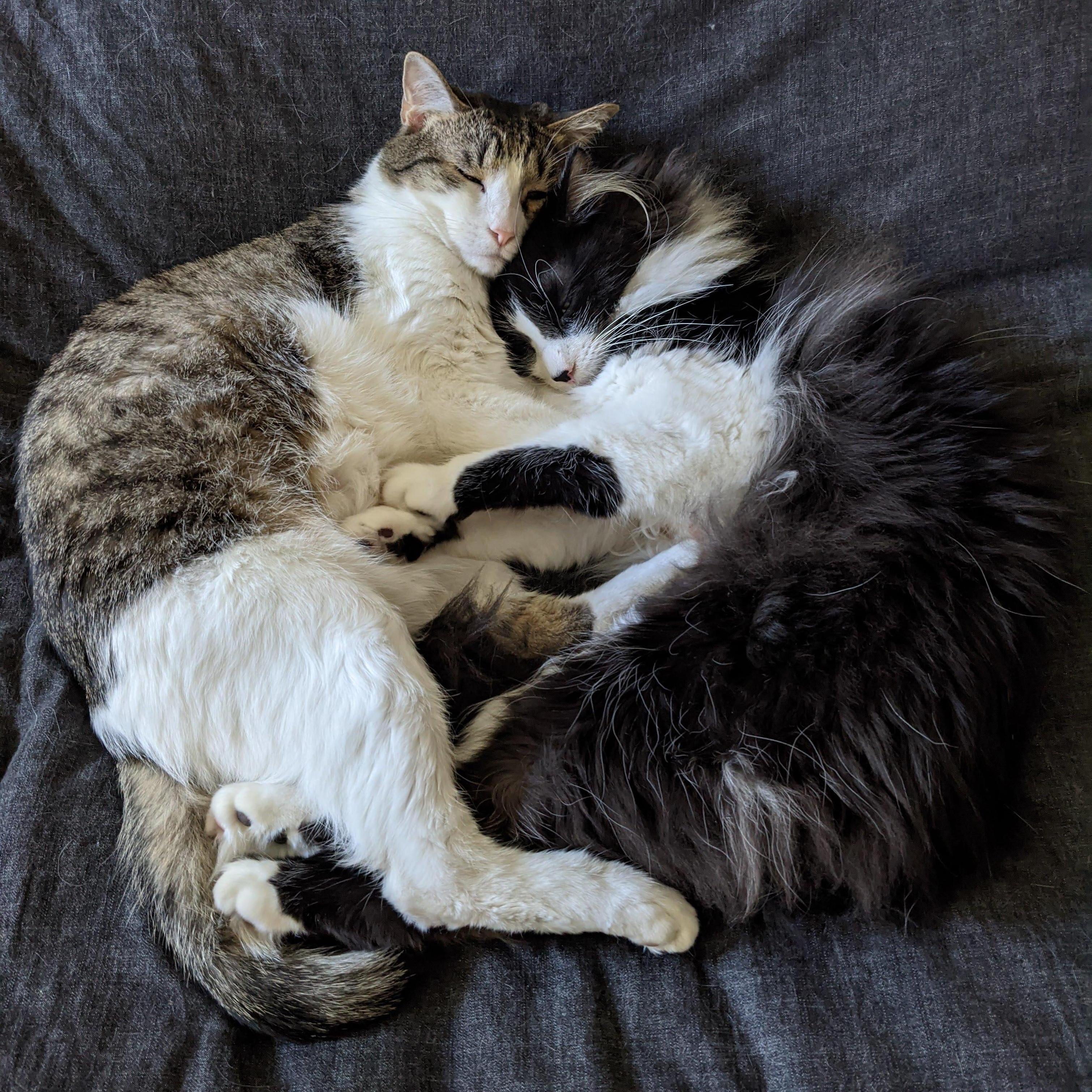Ollie and Hobbit are snuggly brothers.