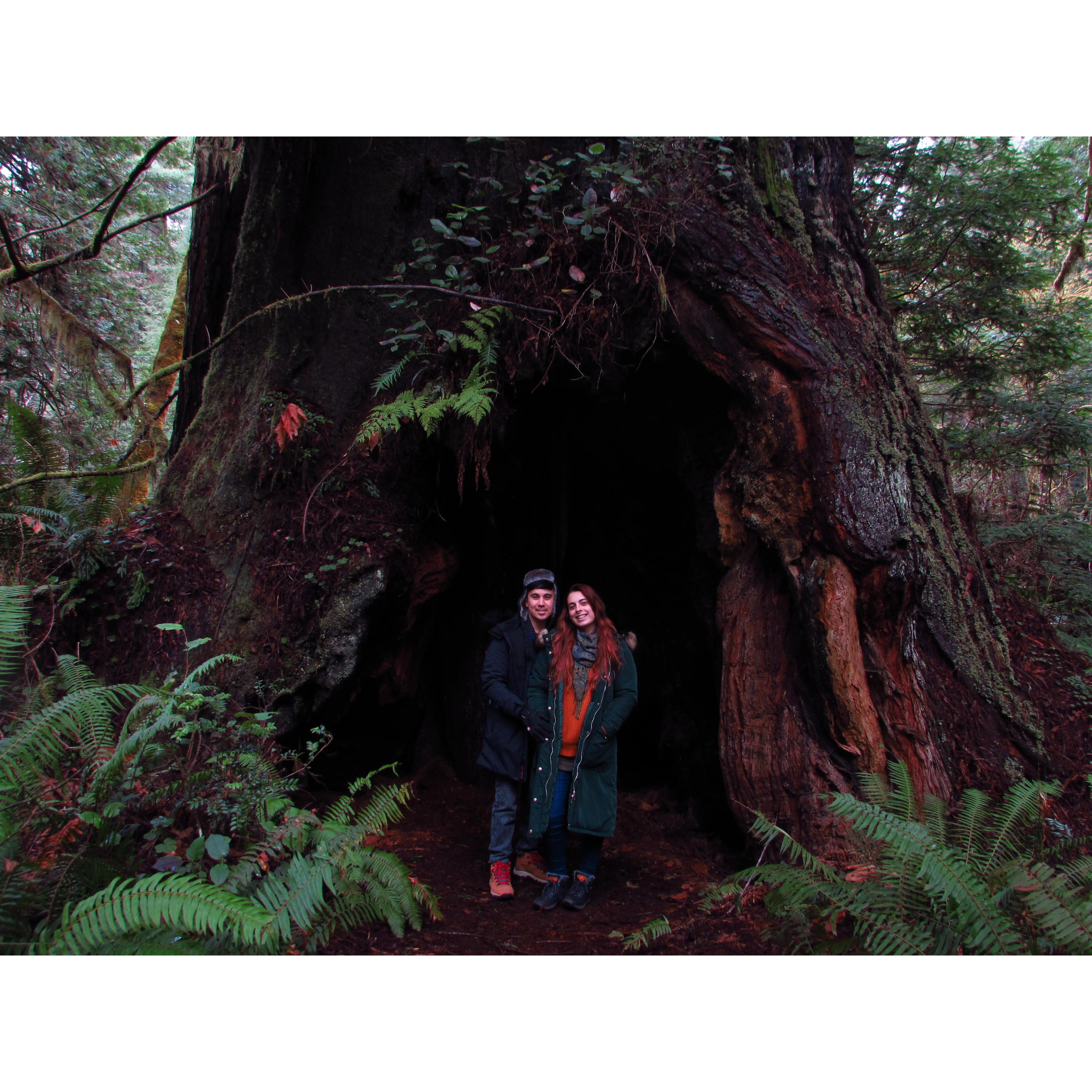 The inside of a Coastal Sequoia during our hike in the Redwood Forest!