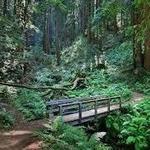 Purisima Creek Redwoods Open Space Preserve