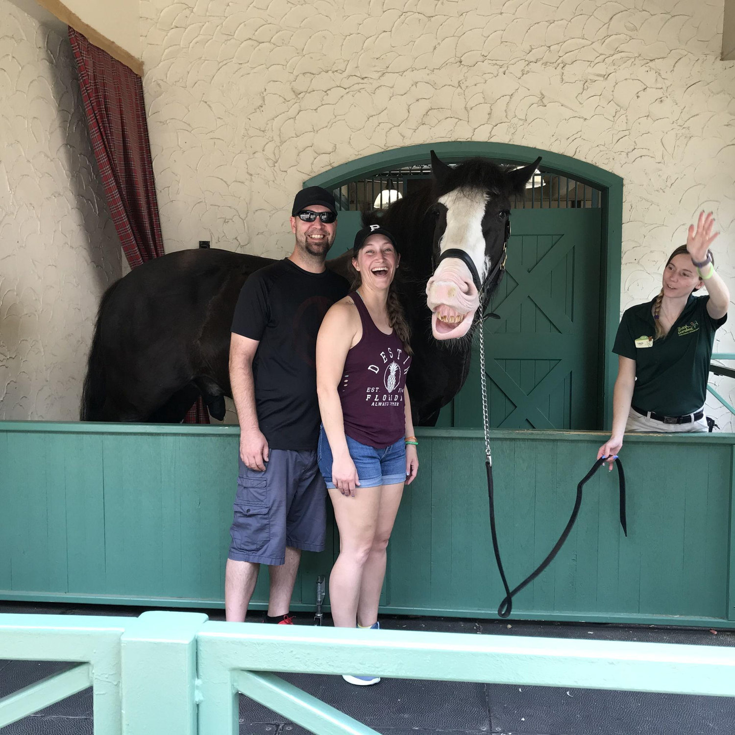 Epic photo op with a Clydesdale at Busch Gardens!
