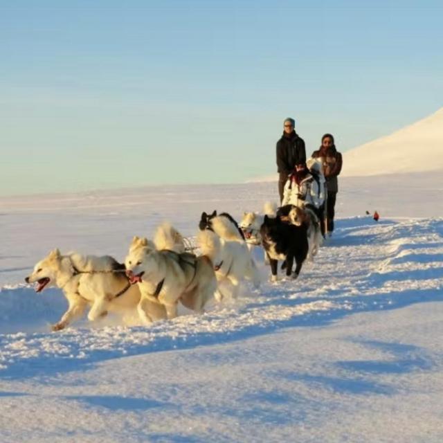 Dog Sledding in Iceland