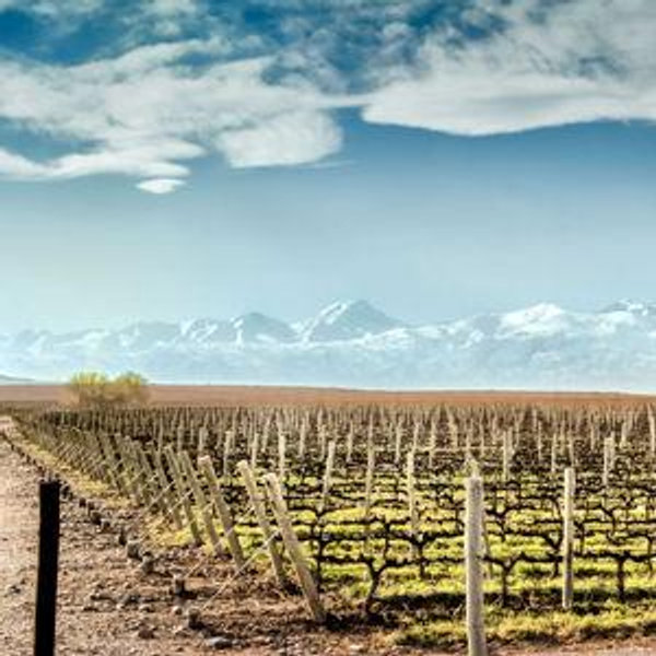 Wine Tasting in Mendoza