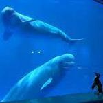 Shedd Aquarium