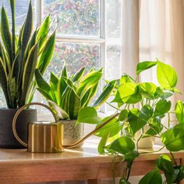Plant Fund