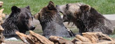 Grizzly & Wolf Discovery Center