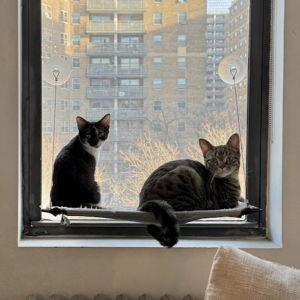 Cat Sitter while we honeymoon