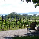 Bowers Harbor Vineyards