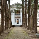 Rowan Oak