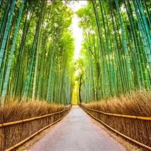 Our Honeymoon Trip to Japan