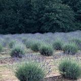 Lavender Ridge Farms & Café