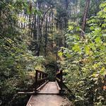 Jacksonville Forest Trails