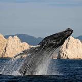 Whale Watching